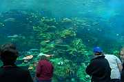 GA Aquarium 0003_1